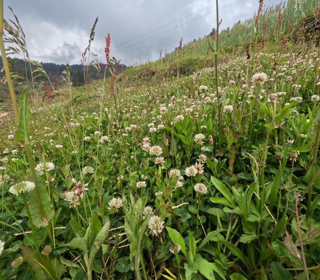 The Void - Tirthan Valley Gushaini Ngoại thất bức ảnh
